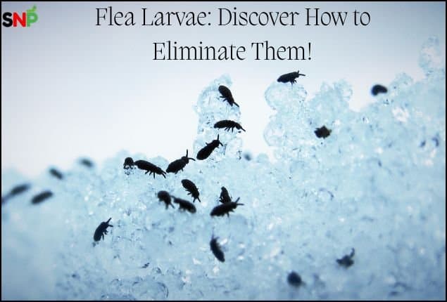 Flea Larvae: Discover How to Eliminate Them