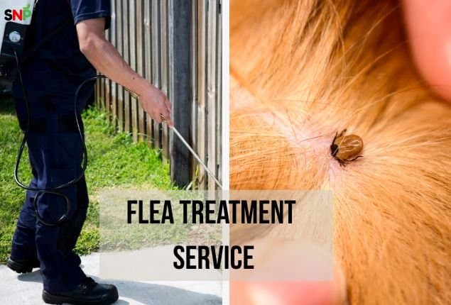 Why Choose a Flea Treatment Service