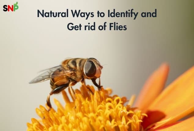 Ways to Identify and Get rid of Flies