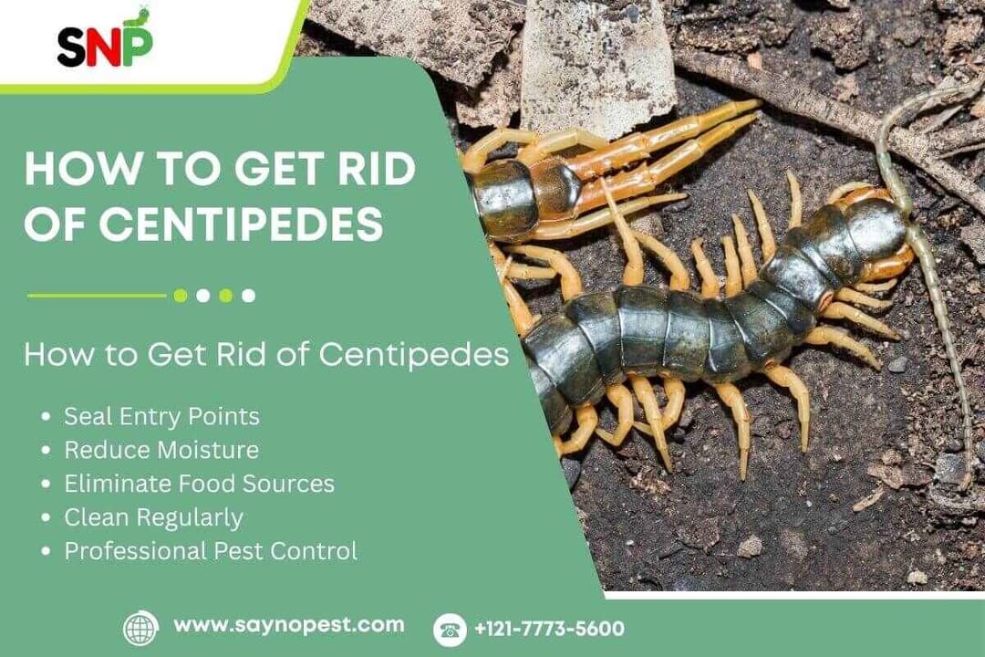 How to Get Rid of Centipedes: Signs, Safety, and Effective Control