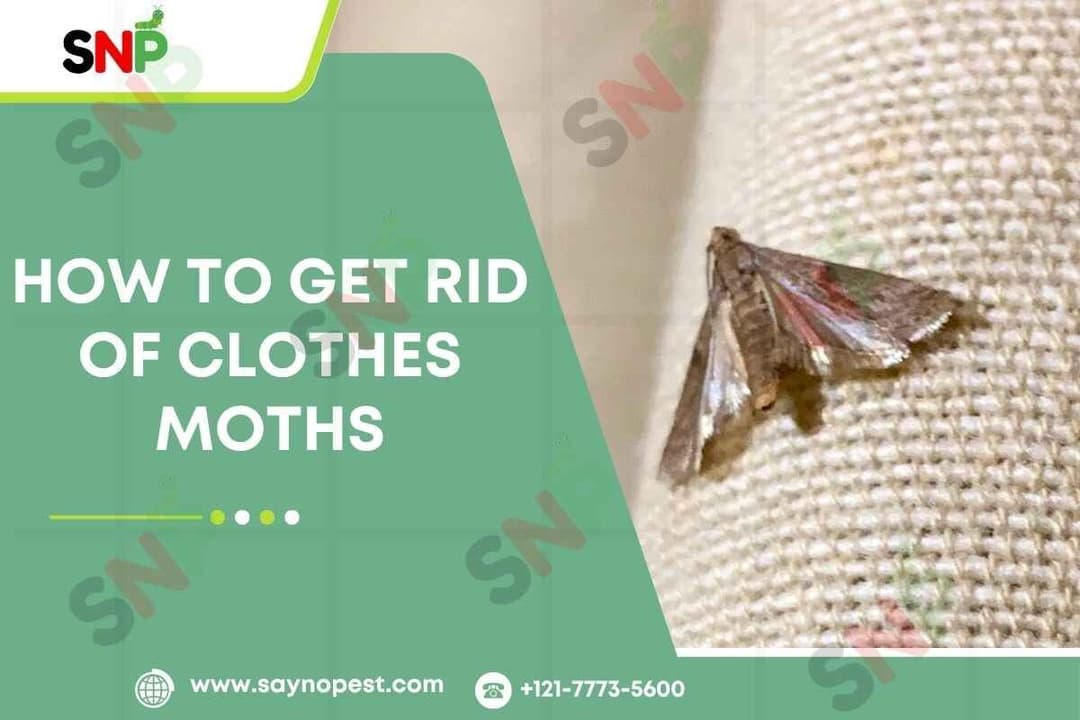 How to Get Rid of Clothes Moths: A Complete Guide