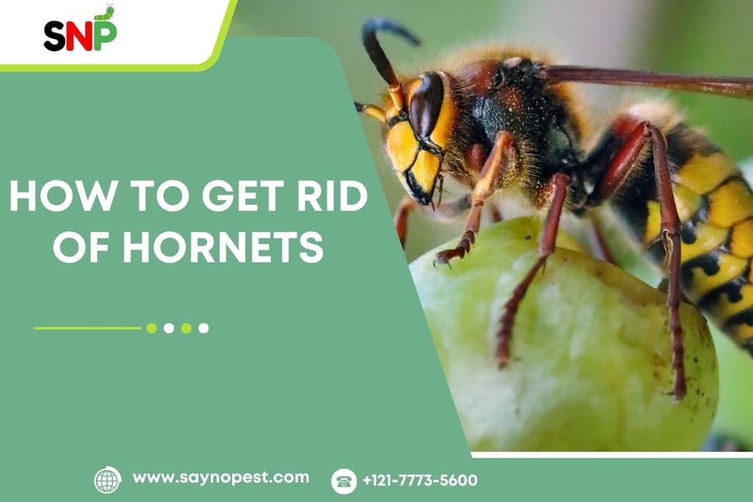 How to Get Rid of Hornets: An Expert Guide