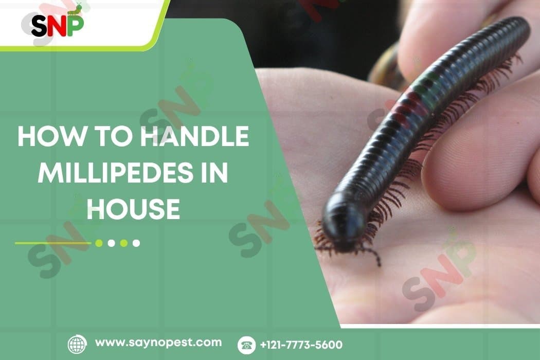 How to Handle Millipedes in House