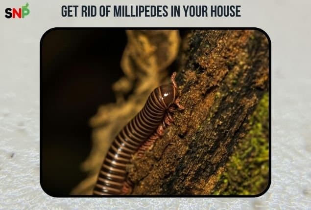How to Get Rid of Millipedes Fast