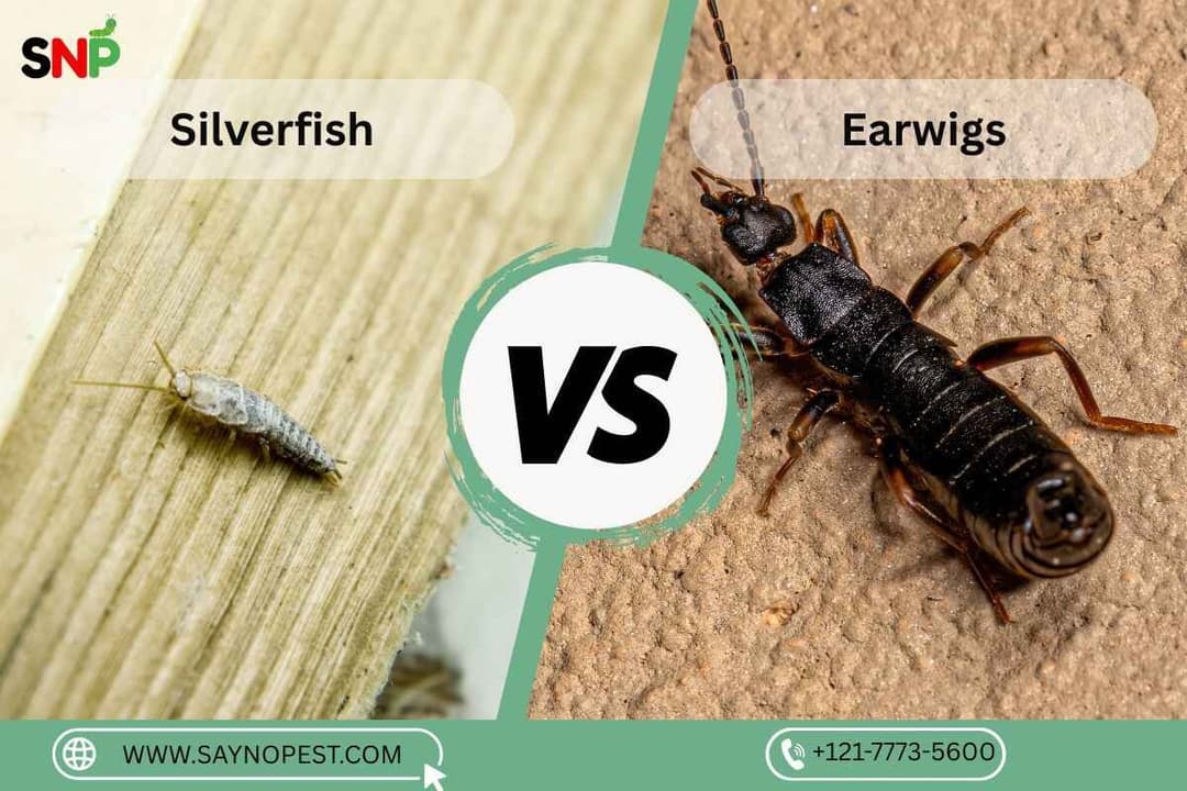 Silverfish vs Earwig: A Complete Guide for American Homeowners
