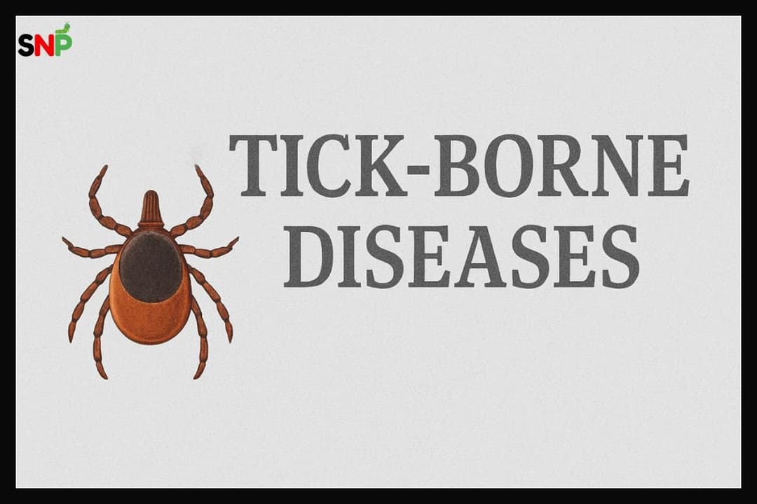 Tick Borne Diseases: 10 Threats You Must Know