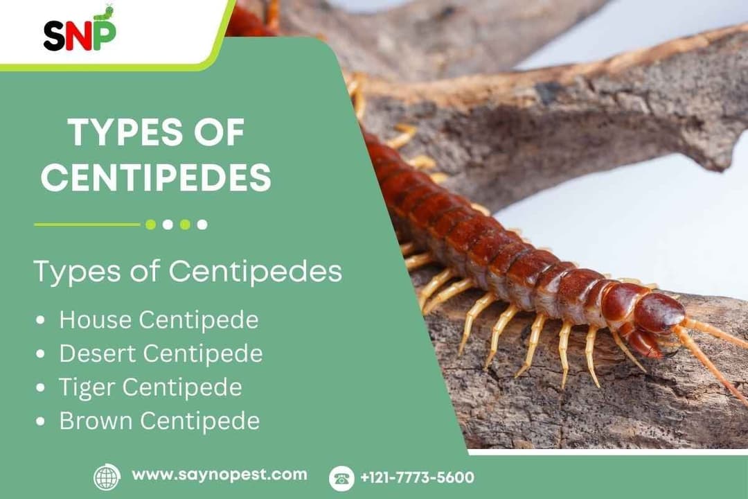 Types of Centipedes: A Comprehensive Guide