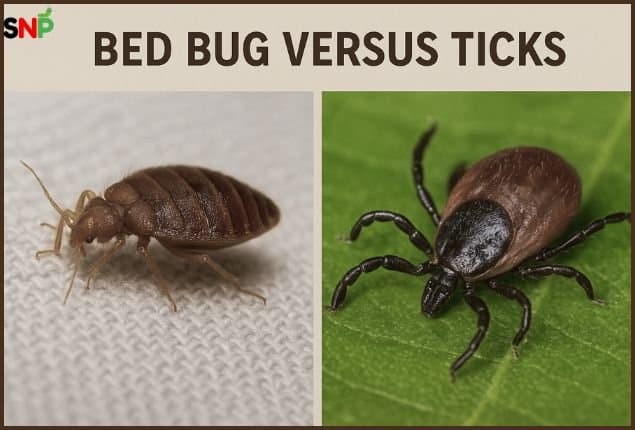 Bed Bug Vs Tick: Hidden Dangers at Home