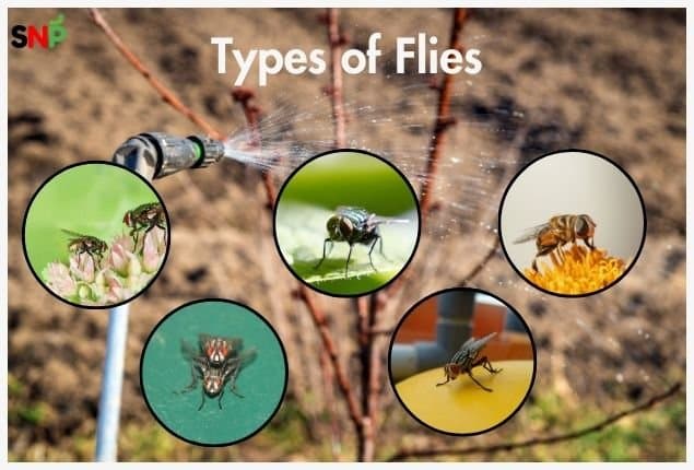 Types of Flies &amp; How to Stop Them