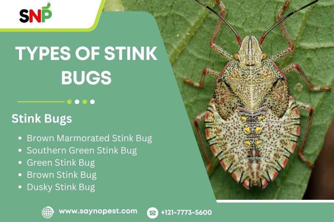 Types of Stink Bugs: What American Homeowner Needs to Know