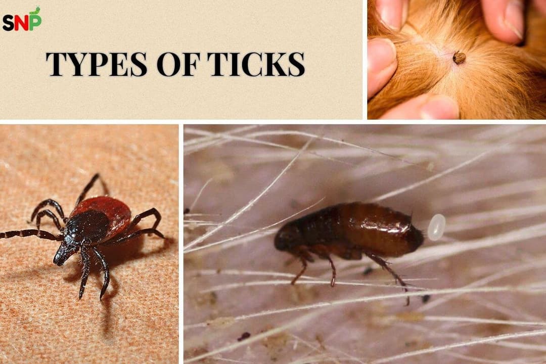 Tick Types: Most Common in America