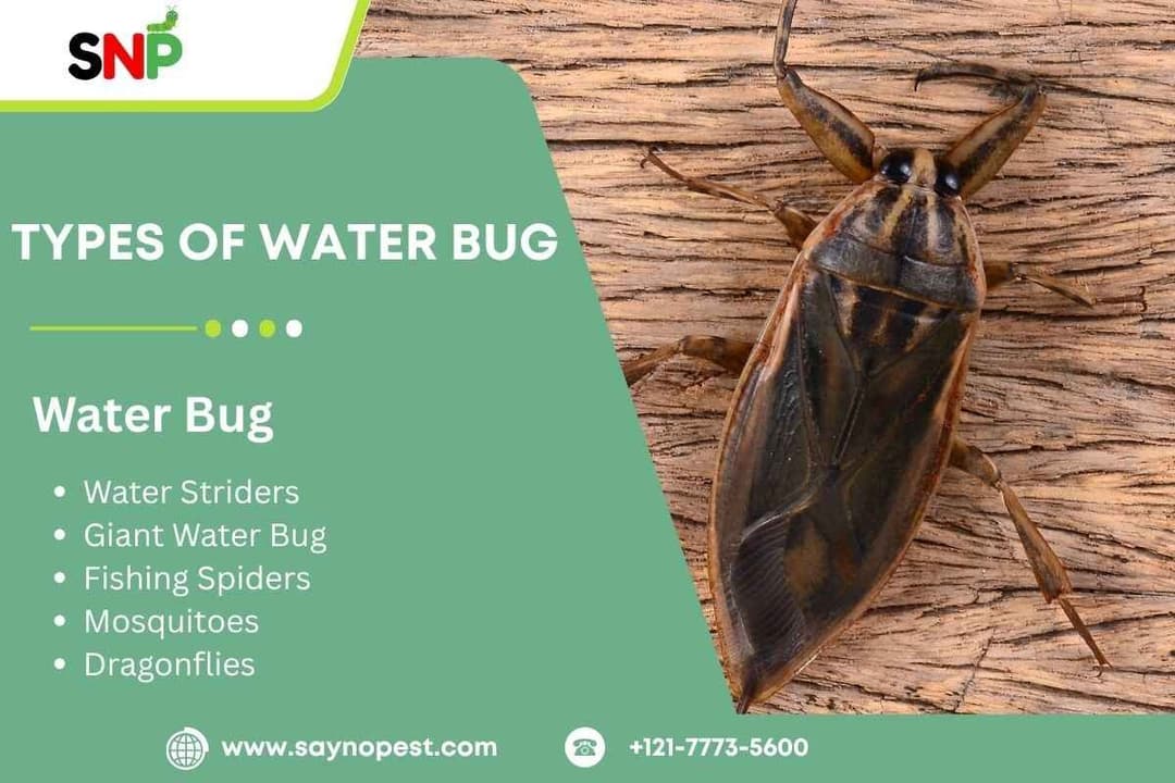 Types of Water Bug : Identification, Habits, and Control