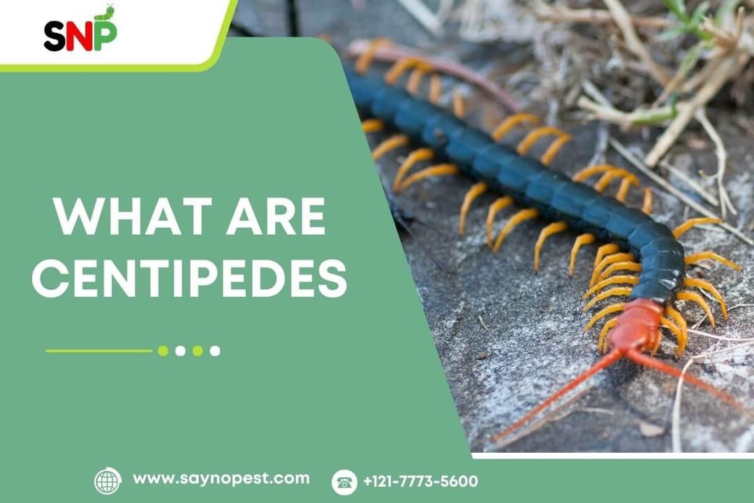 What Are Centipedes? An In-Depth Guide for U.S. Homeowners