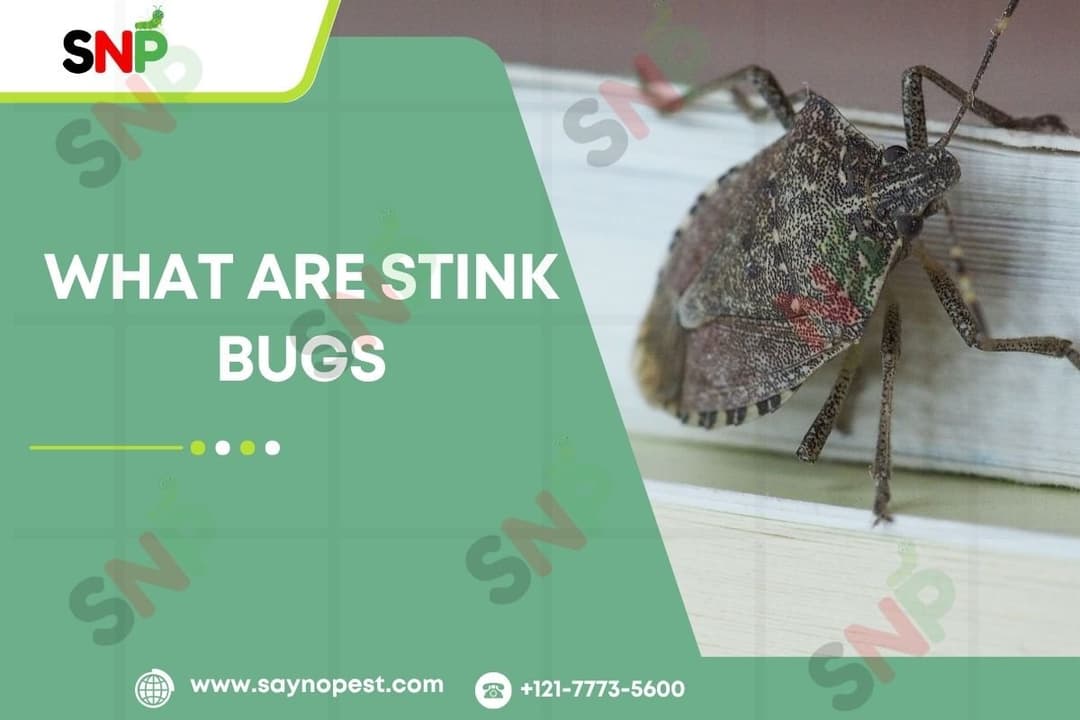 What Are Stink Bugs? A Complete Guide For USA