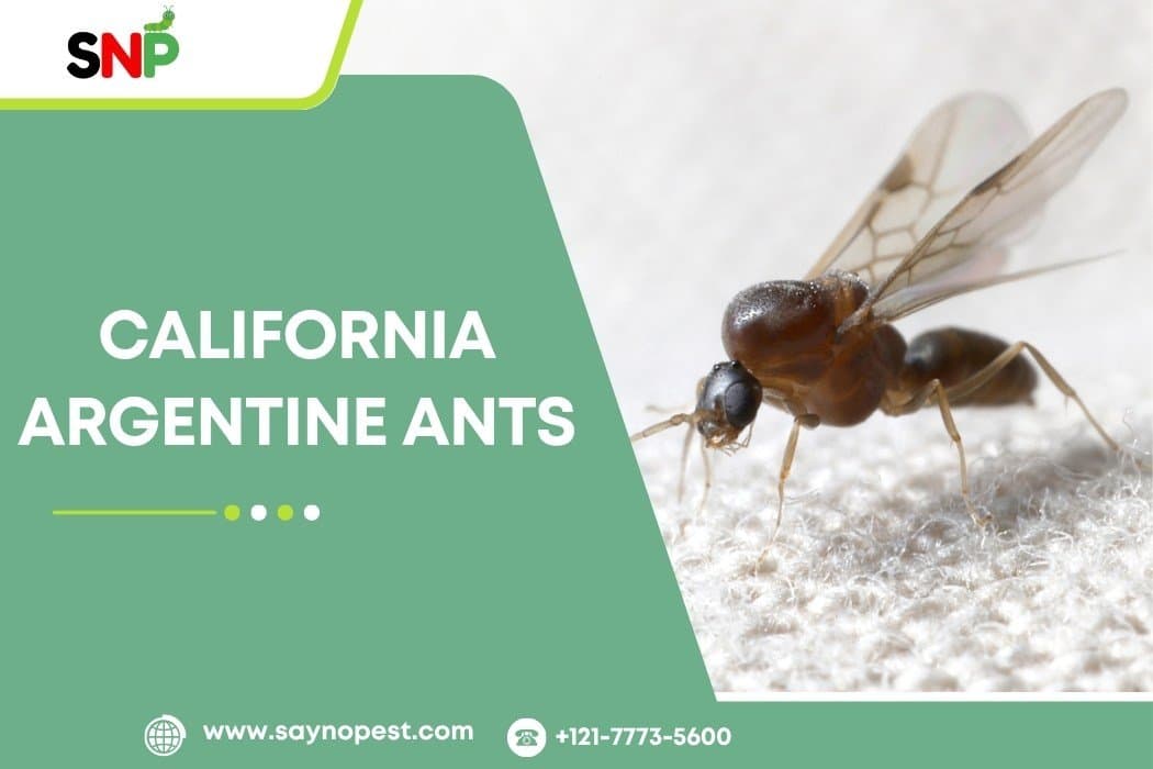 California Argentine Ants: Friend or Foe?