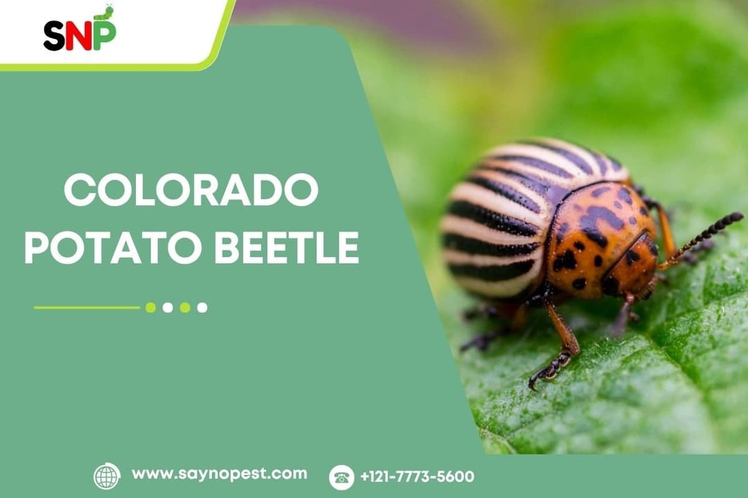 Colorado Potato Beetle: America’s Most Notorious Potato Pest