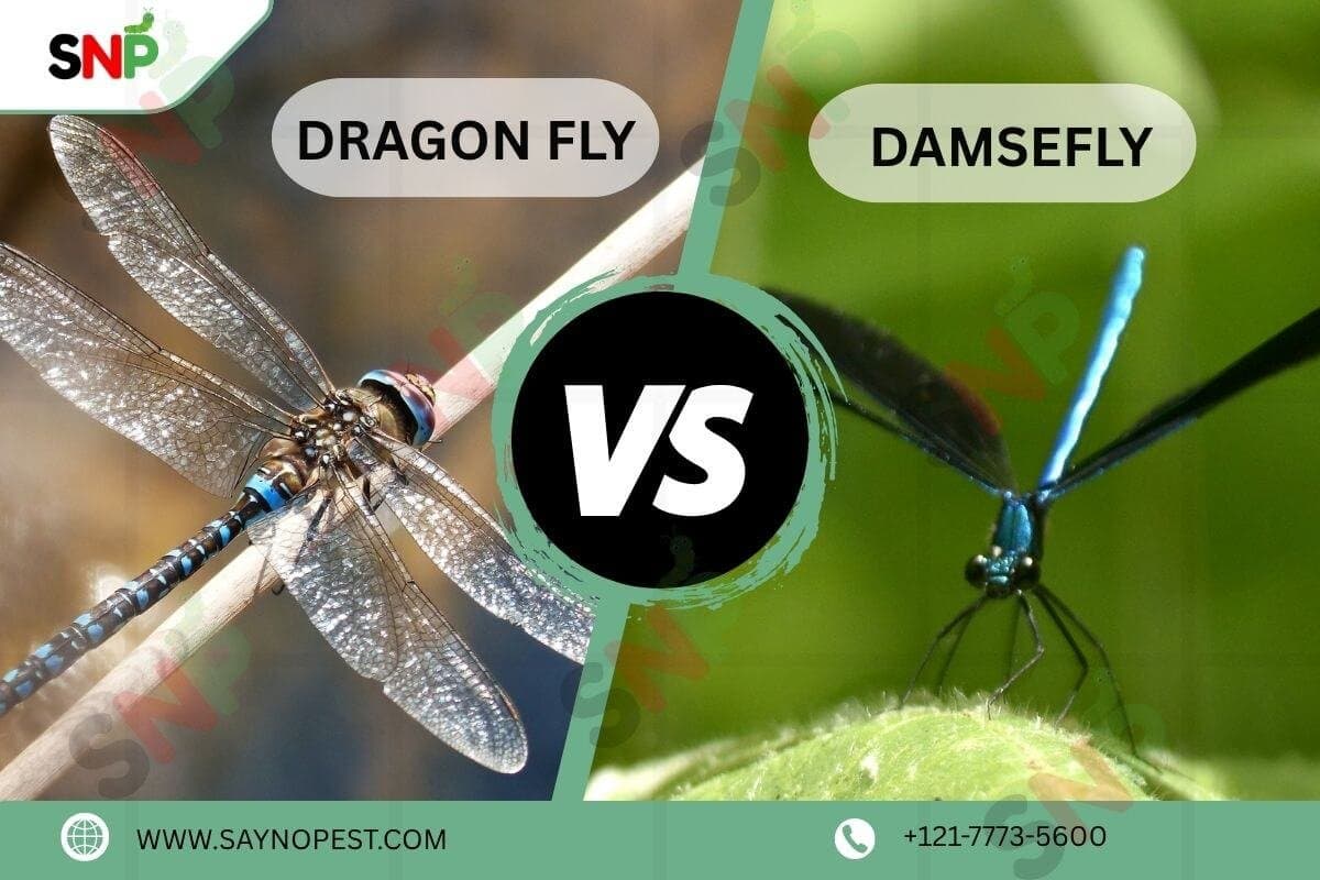 Damselfly vs Dragonfly: Appearance, Diet, Habitat, and Behavior - Say no pest