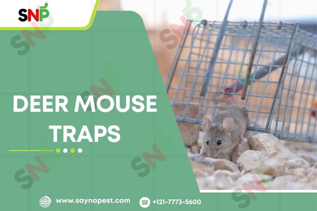 Deer Mouse Traps &amp; Prevention Tips