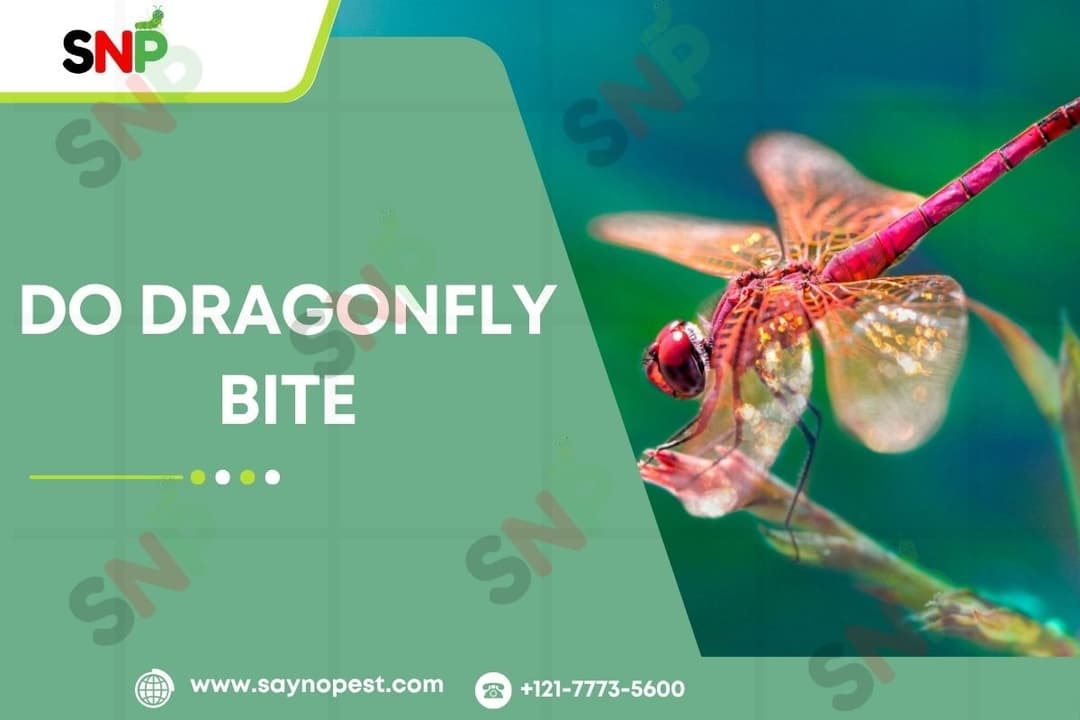 Do Dragonfly Bite? Separating Fact from Fiction