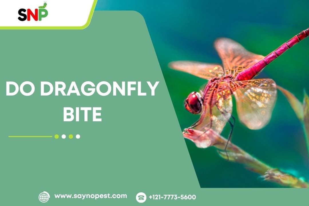 Do Dragonfly Bite? Separating Fact from Fiction