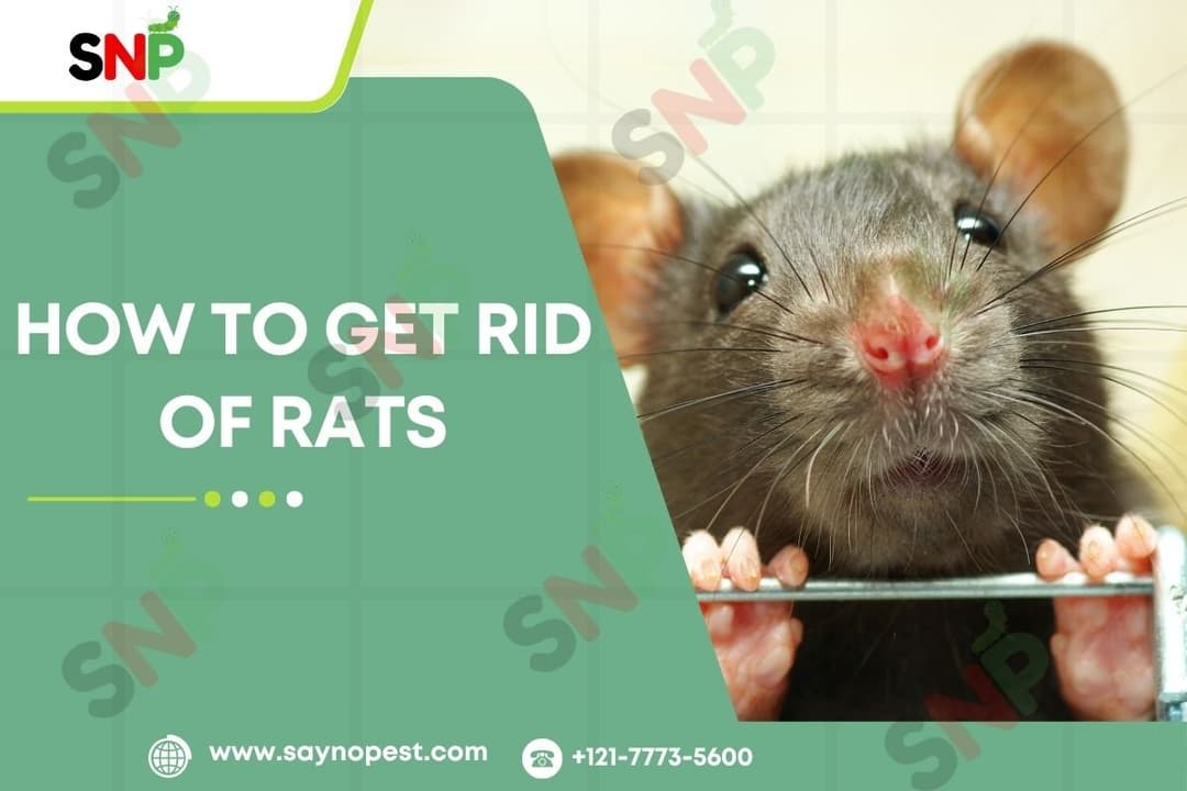 How to Get Rid of Rats: Effective Solutions