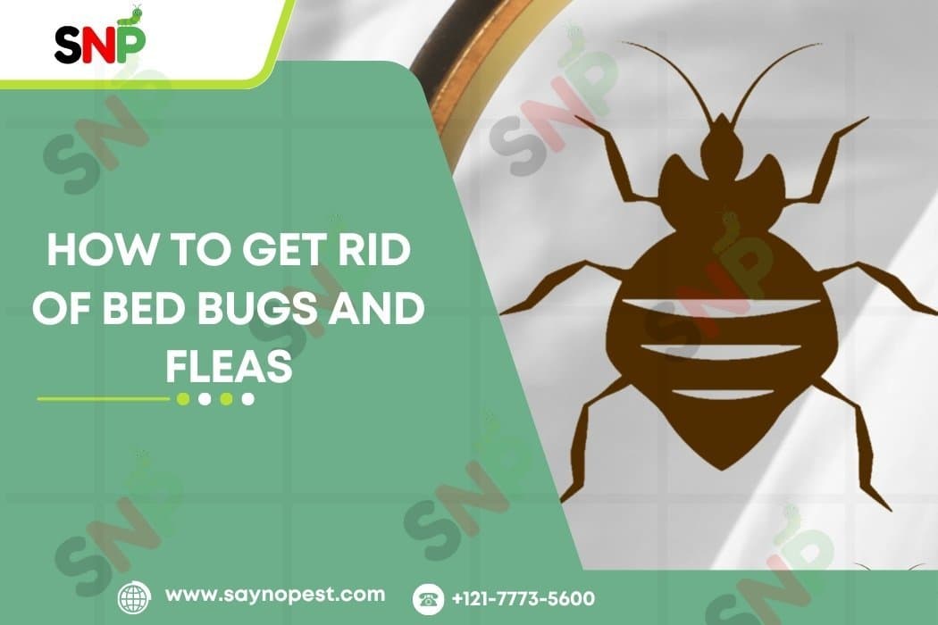How to Get Rid of Bed Bugs and Fleas