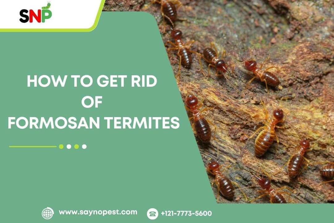 How to Get Rid of Formosan Termites: A Complete Guide