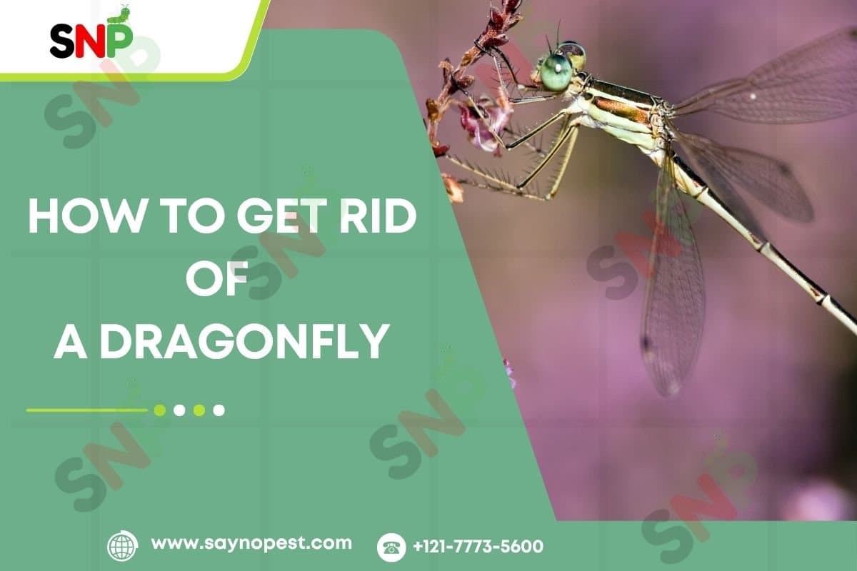 How to Get Rid of a Dragonfly: An Informative Guide - Say no pest