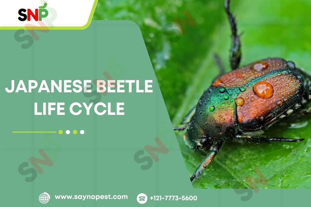 Japanese Beetle Life Cycle: Understanding, Identifying &amp; Managing
