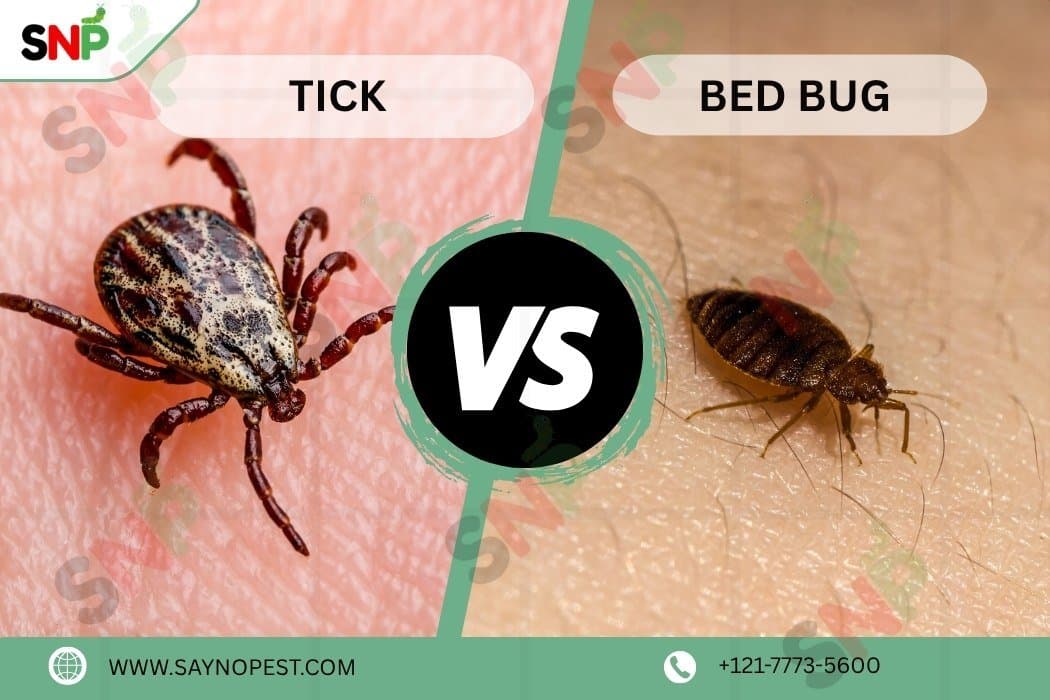 Tick vs Bed Bug: Know All About Them