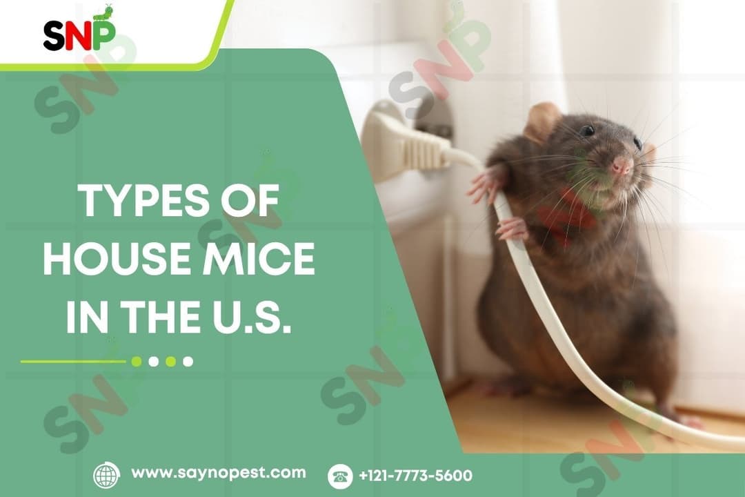 Types of House Mice in the U.S.
