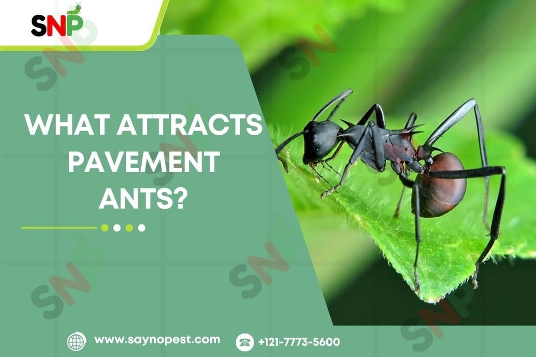 What Attracts Pavement Ants to Your Home?