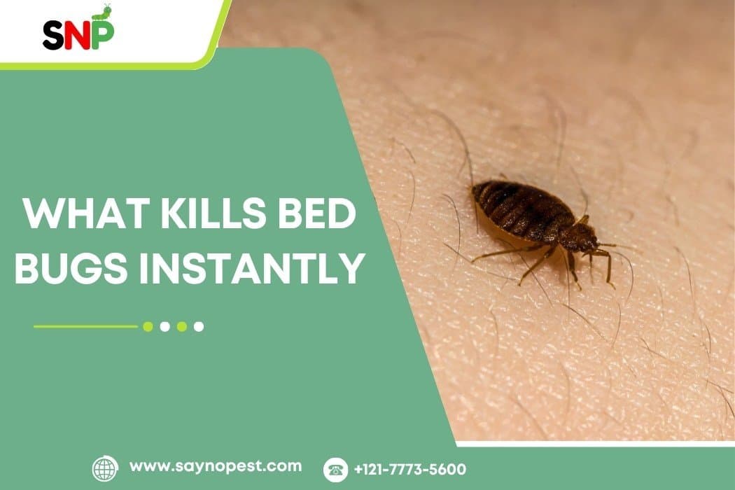 What Kills Bed Bugs Instantly