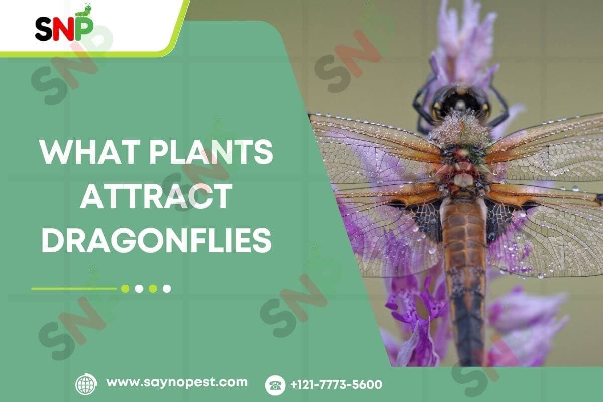 What Plants Attract Dragonflies? A Guide for American Yards - Say no pest