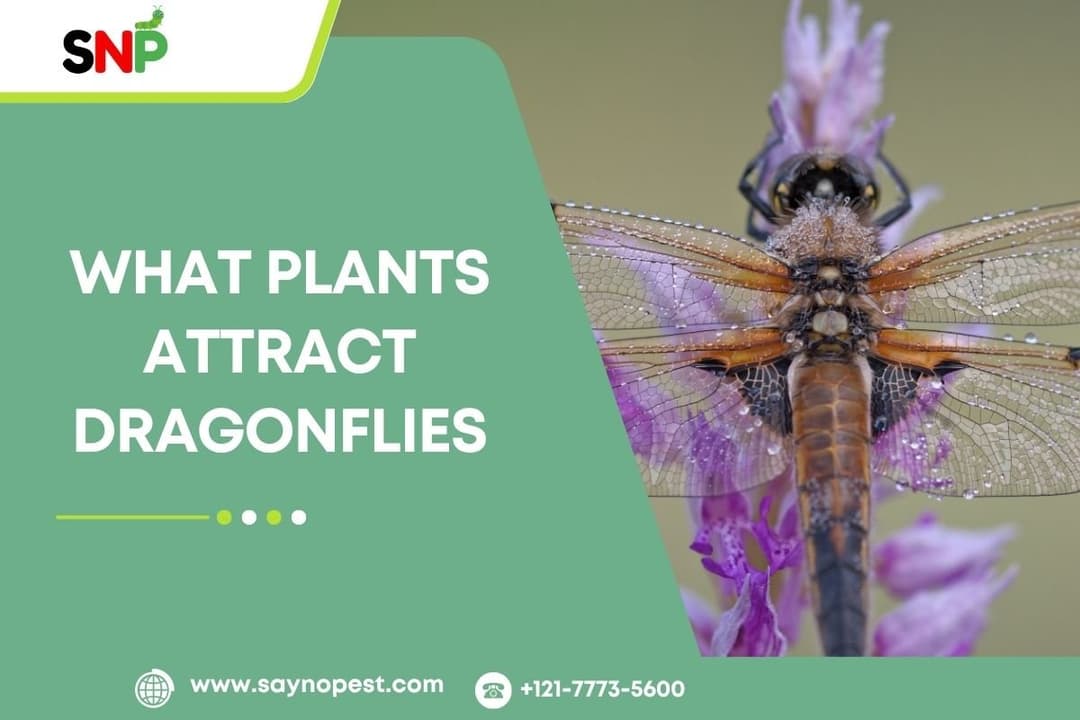 What Plants Attract Dragonflies? A Guide for American Yards