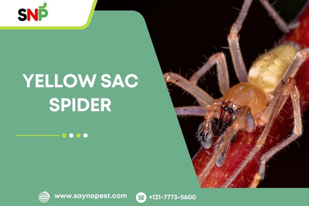 Yellow Sac Spider: What Every Homeowner Needs to Know