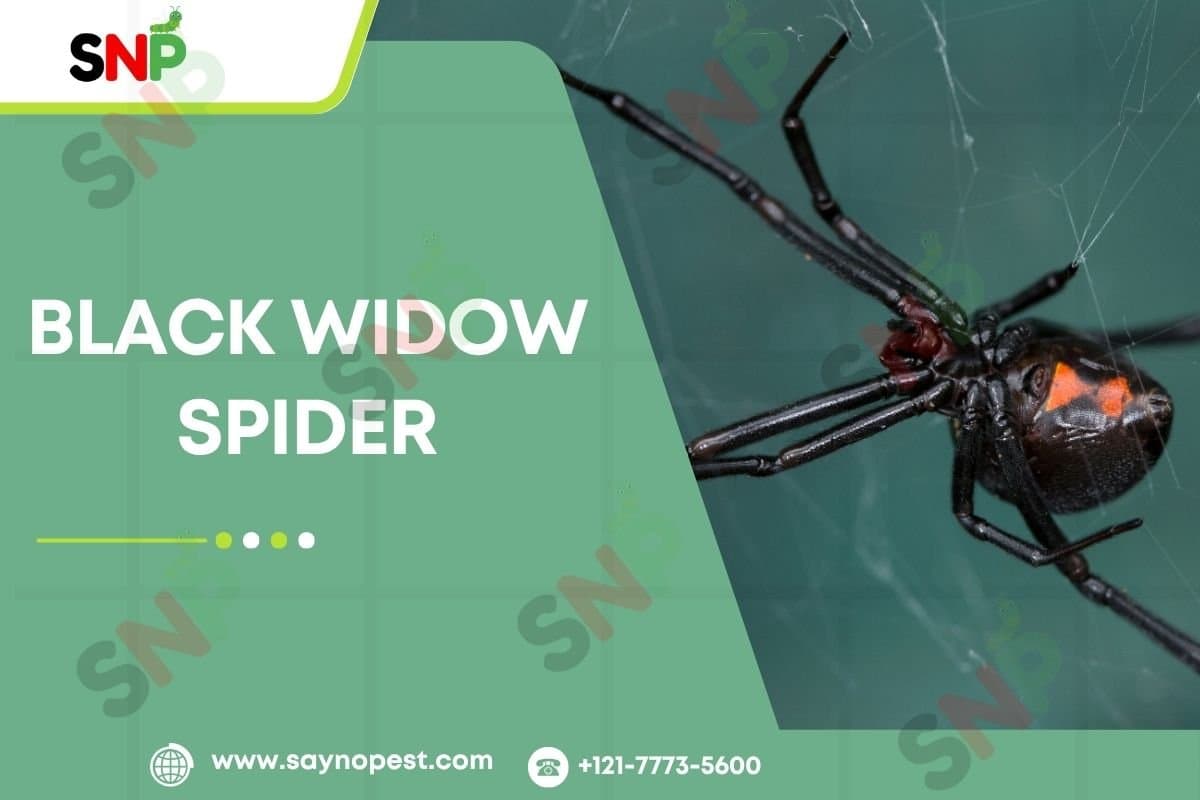 Black Widow Spider: Identification, Bite Symptoms, Webs - Say no pest