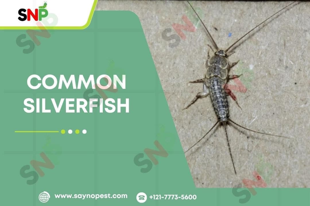 Common Silverfish: Attraction, Diet &amp; Removal