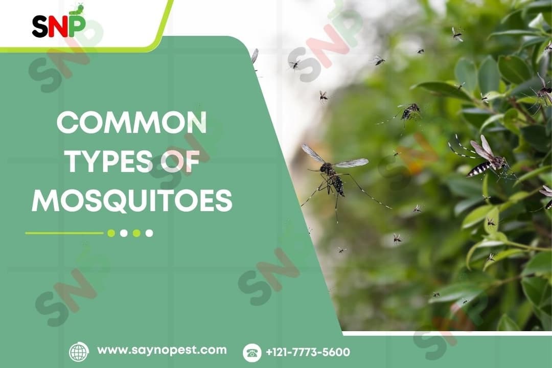Types of Mosquitoes in the U.S: Know the Biters!