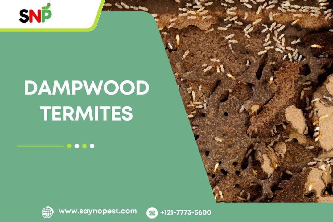 Dampwood Termites: A Hidden Threat to American Homes
