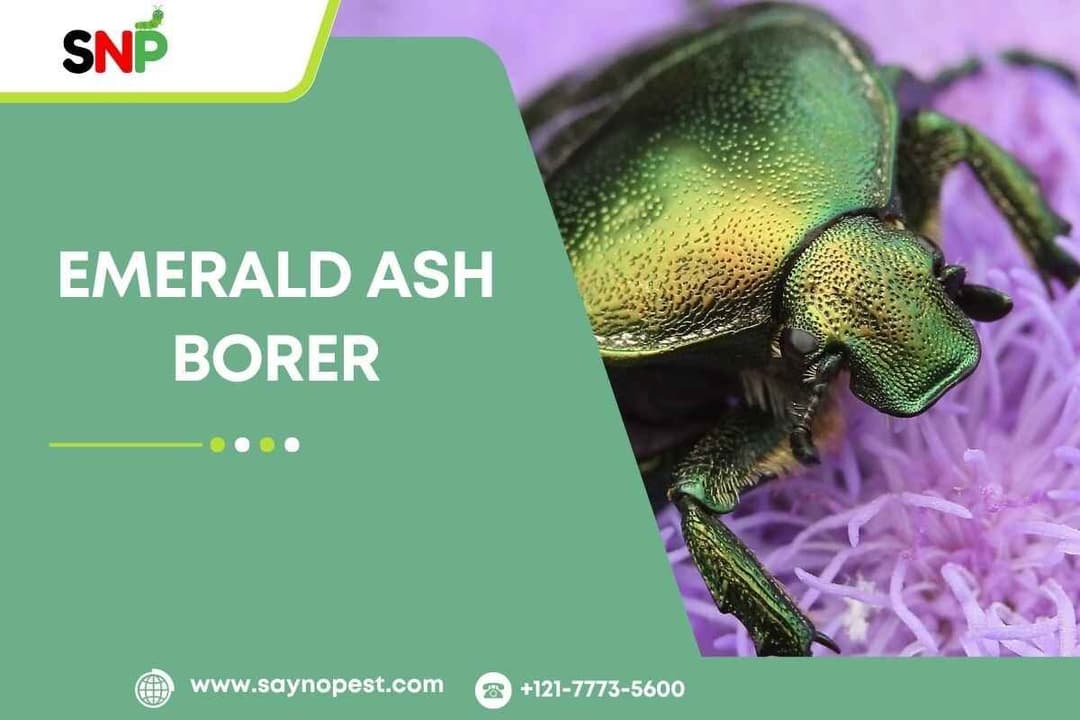 Emerald Ash Borer: A Growing Threat to America&#8217;s Ash Trees
