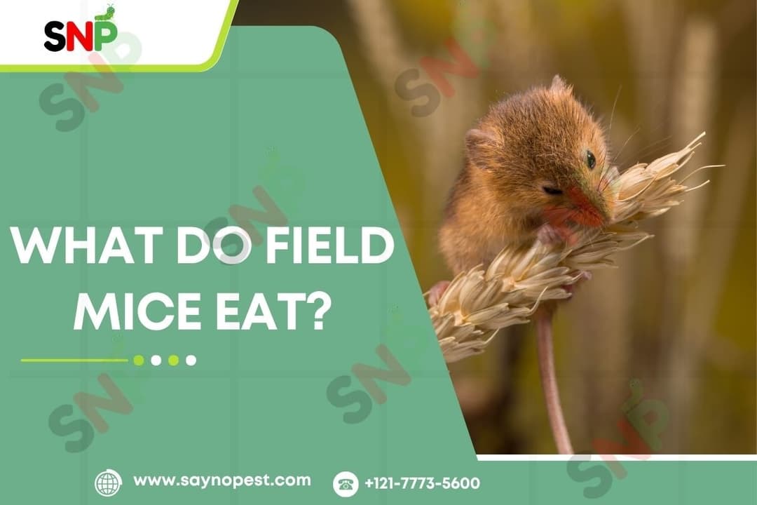 What Do Field Mice Eat &amp; Why It Matters