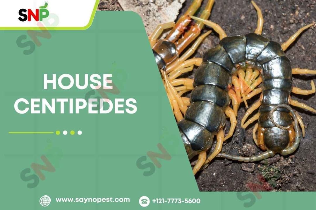 House Centipedes: The Ultimate Guide