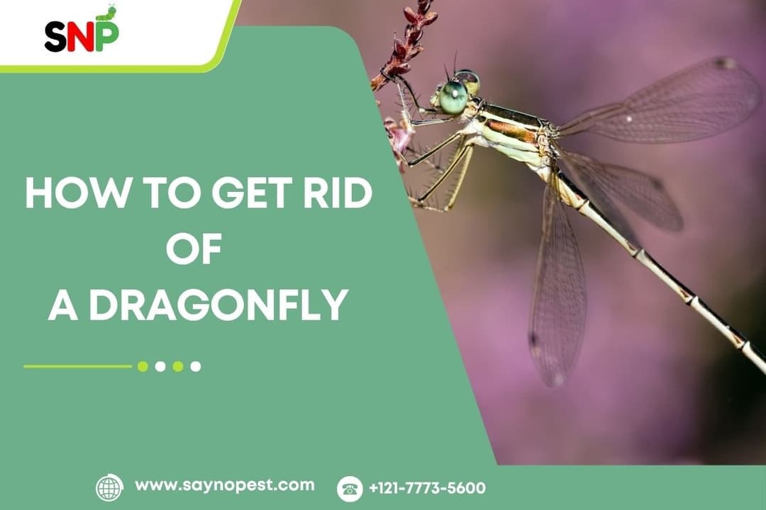 How to Get Rid of a Dragonfly: An Informative Guide