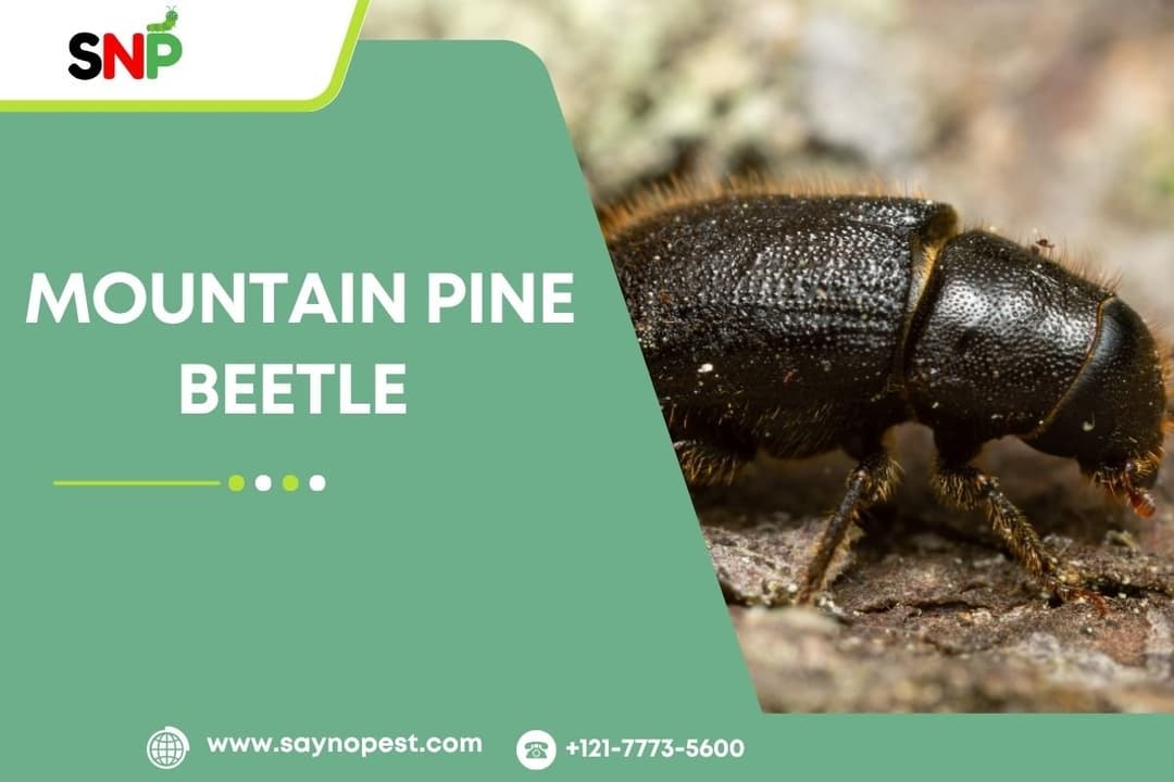 Mountain Pine Beetle: A Threat to America&#8217;s Forests