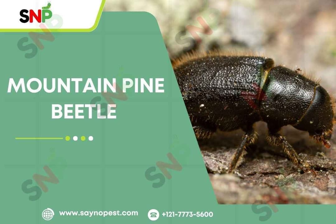 Mountain Pine Beetle: A Threat to America&#8217;s Forests