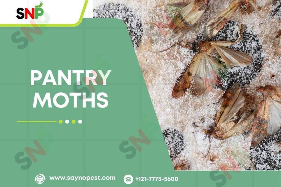 Pantry Moths: A Complete Guide for American Homeowners