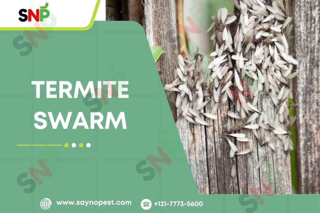 Termite Swarm:Fascinating World Of Termites