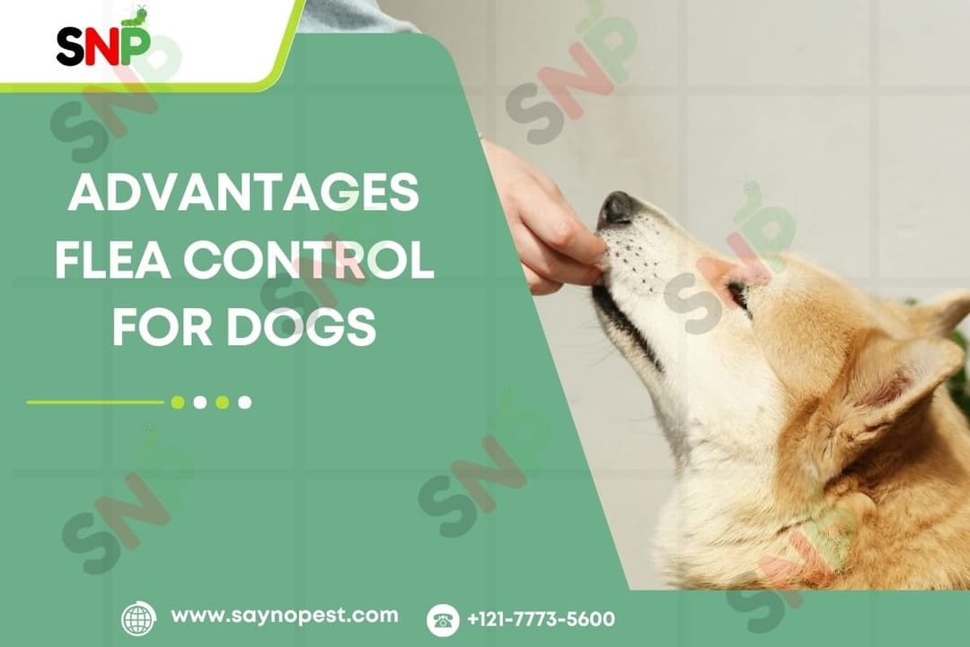 Advantages Flea Control for Dogs: Giving Your Pet Full Protection