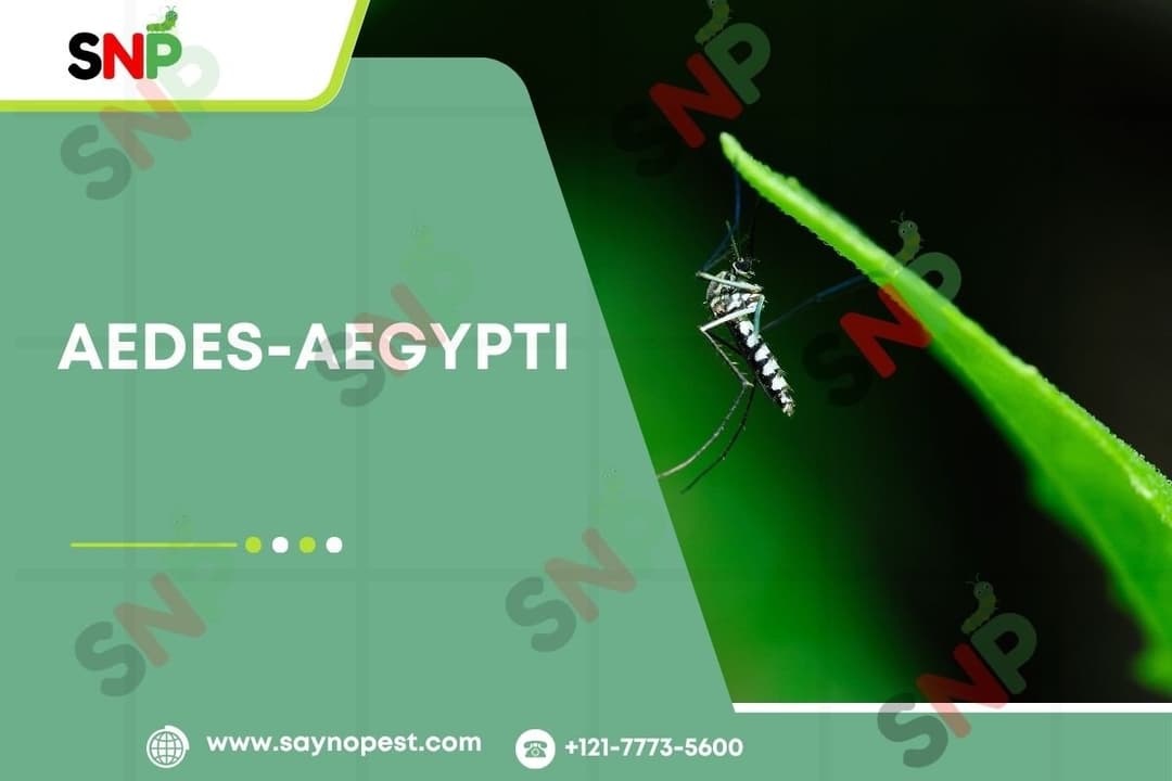 Aedes aegypti: Facts, Comparison, and Evasion of Deadly Mosquitoes